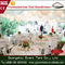 Tienda romántica de lujo 500 Seat del banquete de boda del abastecimiento del blanco de jardín proveedor